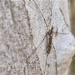 Limoniidae (family) at Goulburn, NSW - 15 Sep 2024 03:14 PM