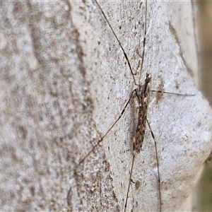 Limoniidae (family) at Goulburn, NSW - 15 Sep 2024 03:14 PM