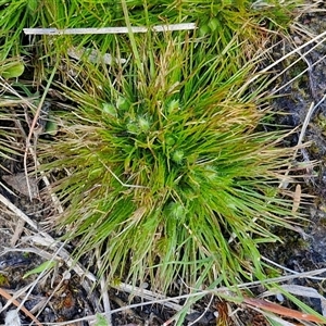 Centrolepis strigosa at Goulburn, NSW - 15 Sep 2024