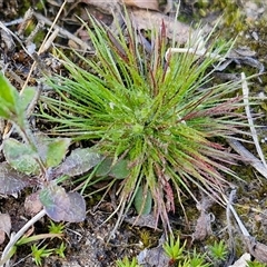 Centrolepis strigosa at Goulburn, NSW - 15 Sep 2024 03:09 PM