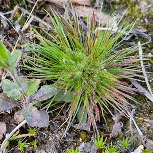 Centrolepis strigosa at Goulburn, NSW - 15 Sep 2024