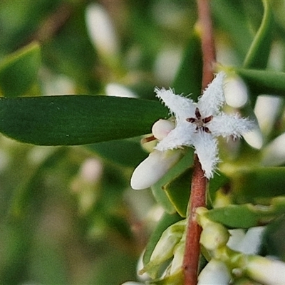 Leucopogon muticus (Blunt Beard-heath) at Goulburn, NSW - 15 Sep 2024 by trevorpreston