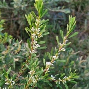 Styphelia mutica at Goulburn, NSW - 15 Sep 2024