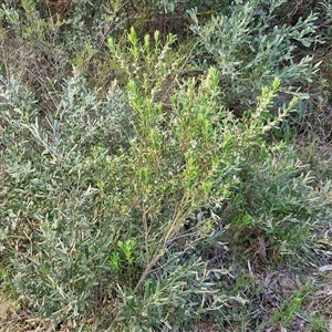 Styphelia mutica at Goulburn, NSW - 15 Sep 2024