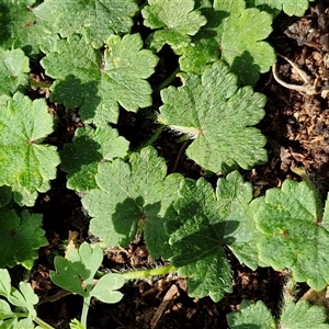 Hydrocotyle laxiflora at Goulburn, NSW - 15 Sep 2024