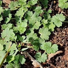 Hydrocotyle laxiflora at Goulburn, NSW - 15 Sep 2024