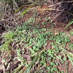 Hydrocotyle laxiflora at Goulburn, NSW - 15 Sep 2024