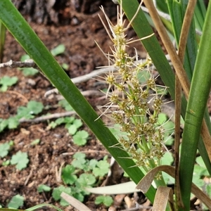 Lomandra longifolia at Goulburn, NSW - 15 Sep 2024 03:06 PM