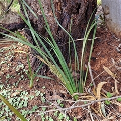 Lomandra longifolia at Goulburn, NSW - 15 Sep 2024 03:06 PM