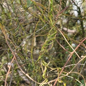 Cassytha pubescens at Goulburn, NSW - 15 Sep 2024