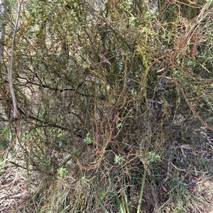 Cassytha pubescens at Goulburn, NSW - 15 Sep 2024