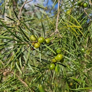 Persoonia linearis at Goulburn, NSW - 15 Sep 2024