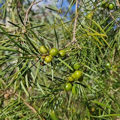 Persoonia linearis (Narrow-leaved Geebung) at Goulburn, NSW - 15 Sep 2024 by trevorpreston