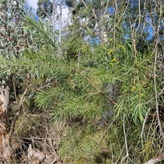 Persoonia linearis at Goulburn, NSW - 15 Sep 2024