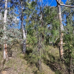 Persoonia linearis at Goulburn, NSW - 15 Sep 2024