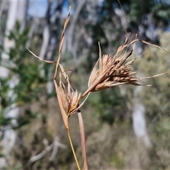 Themeda triandra (Kangaroo Grass) at Goulburn, NSW - 15 Sep 2024 by trevorpreston