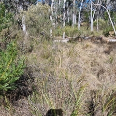 Themeda triandra at Goulburn, NSW - 15 Sep 2024