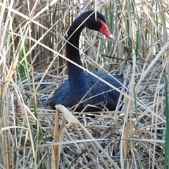 Cygnus atratus (Black Swan) at Bonython, ACT - 15 Sep 2024 by LinePerrins