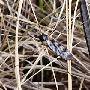 Limoniidae (family) at Goulburn, NSW - 15 Sep 2024 03:01 PM