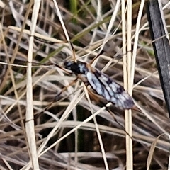 Limoniidae (family) at Goulburn, NSW - 15 Sep 2024 03:01 PM