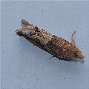 Crocidosema plebejana at Turner, ACT - 7 Sep 2024 09:55 PM