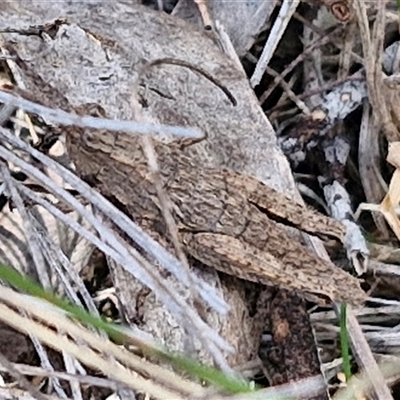 Coryphistes ruricola (Bark-mimicking Grasshopper) at Goulburn, NSW - 15 Sep 2024 by trevorpreston