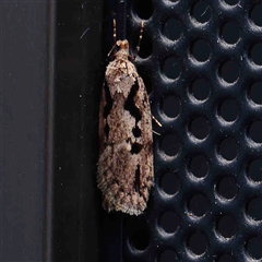 Barea bathrochorda (A Concealer moth (Barea group) at Turner, ACT - 7 Sep 2024 by ConBoekel