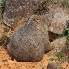 Vombatus ursinus (Bare-nosed Wombat) at Greenway, ACT - 14 Sep 2024 by SandraH