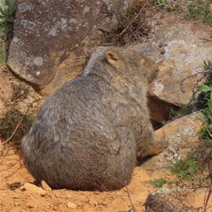 Vombatus ursinus at Greenway, ACT - 14 Sep 2024 10:04 AM