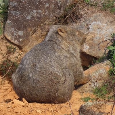 Vombatus ursinus (Common wombat, Bare-nosed Wombat) at Greenway, ACT - 14 Sep 2024 by SandraH