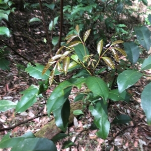 Synoum glandulosum subsp. glandulosum at Kangaroo Valley, NSW - 15 Sep 2024 12:05 PM