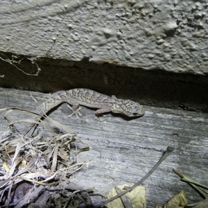 Christinus marmoratus at Curtin, ACT - 11 Sep 2024