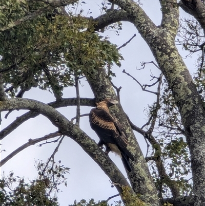 Aquila audax (Wedge-tailed Eagle) at Wee Jasper, NSW - 7 Jul 2024 by MandyandScott