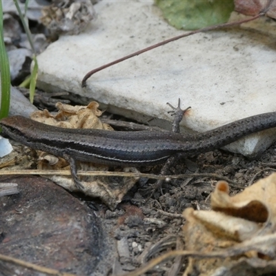 Lampropholis guichenoti (Common Garden Skink) at Curtin, ACT - 13 Sep 2024 by arjay