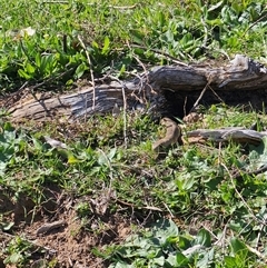 Pseudonaja textilis (Eastern Brown Snake) at Burrinjuck, NSW - 15 Sep 2024 by Bidge