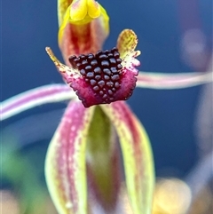 Caladenia actensis at Undefined - 15 Sep 2024 by wightsnowy