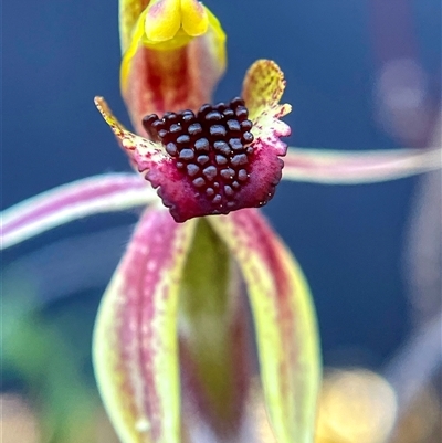 Caladenia actensis at Undefined - 15 Sep 2024 by wightsnowy