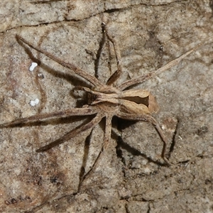 Argoctenus sp. (genus) at Charleys Forest, NSW - 15 Sep 2024