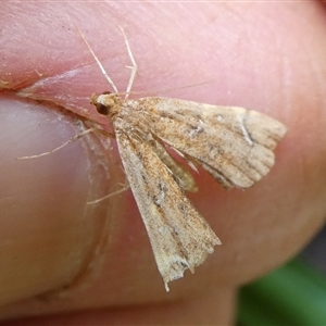 Musotima nitidalis at Charleys Forest, NSW - 15 Sep 2024