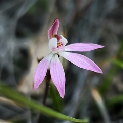 Caladenia fuscata (Dusky Fingers) at Carwoola, NSW - 15 Sep 2024 by Csteele4