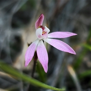 Caladenia fuscata at Carwoola, NSW - 15 Sep 2024