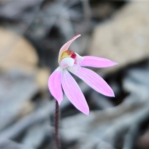 Caladenia fuscata at Carwoola, NSW - 15 Sep 2024