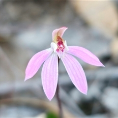 Caladenia fuscata at Carwoola, NSW - 15 Sep 2024