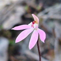 Caladenia fuscata at Carwoola, NSW - 15 Sep 2024