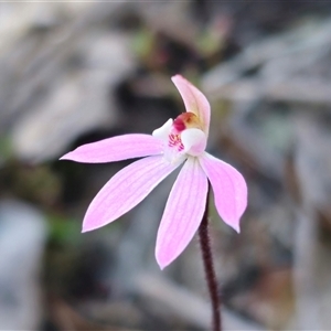 Caladenia fuscata at Carwoola, NSW - 15 Sep 2024