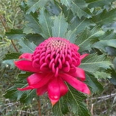 Telopea speciosissima (NSW Waratah) at Woodburn, NSW - 15 Sep 2024 by Clarel