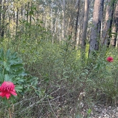 Telopea speciosissima at Woodburn, NSW - 15 Sep 2024