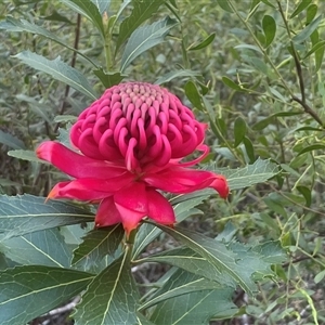 Telopea speciosissima at Woodburn, NSW - 15 Sep 2024