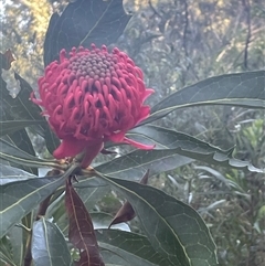 Telopea speciosissima (NSW Waratah) at Woodburn, NSW - 15 Sep 2024 by Clarel