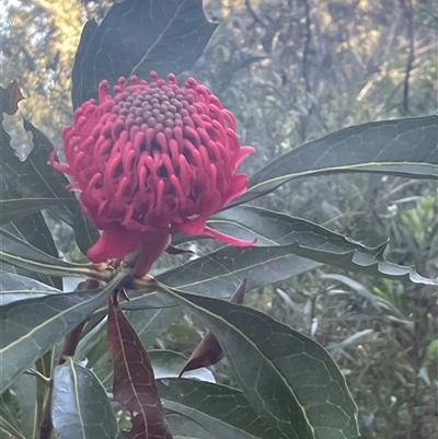 Telopea speciosissima (NSW Waratah) at Woodburn, NSW - 15 Sep 2024 by Clarel